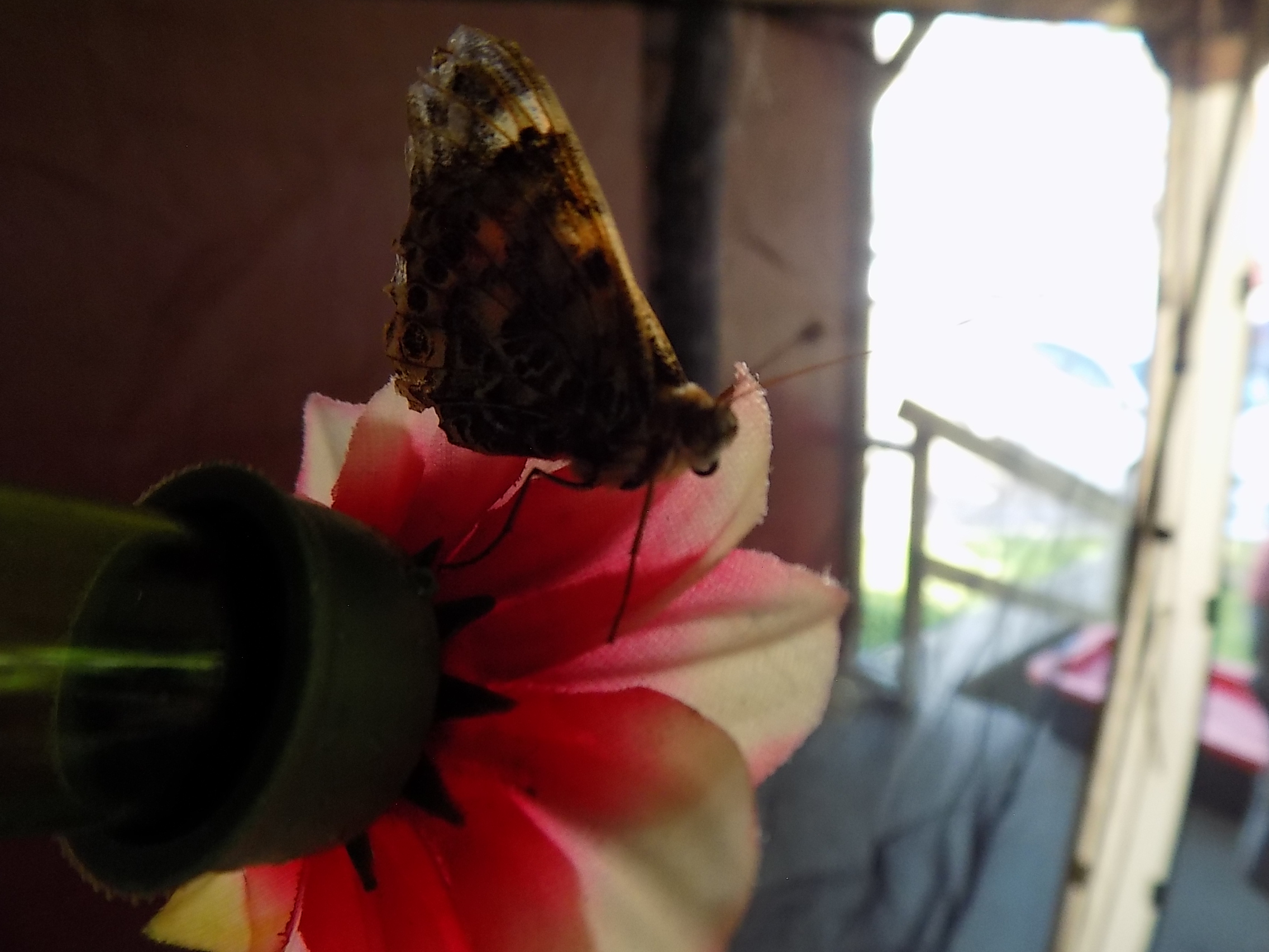 Butterfly Event 